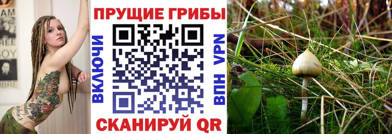 Купить закладки  Богородск  Галлюциногенные грибы Psilocybine cubensis 